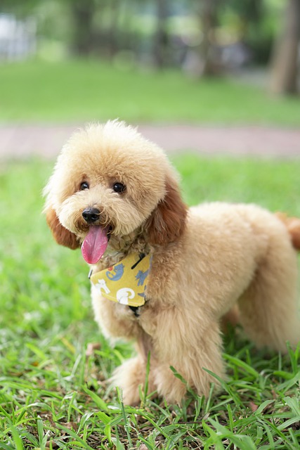 single oodle standing